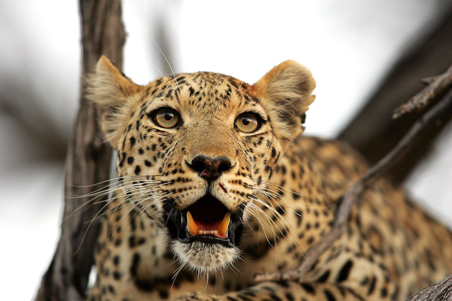 Leopard at Mombo