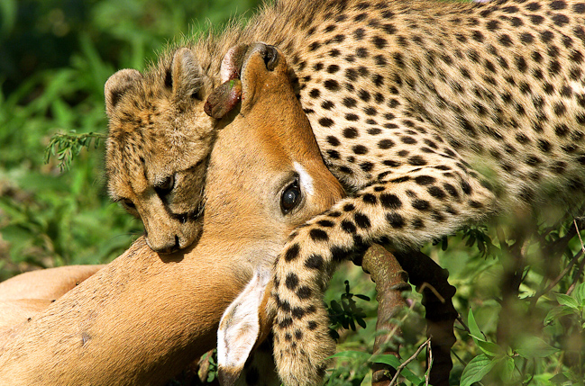 Cheetah with an Impala kill at Mombo