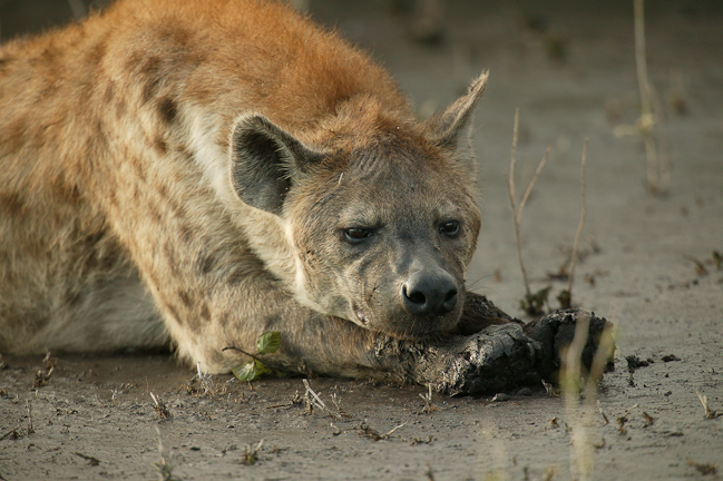 Dozing hyena
