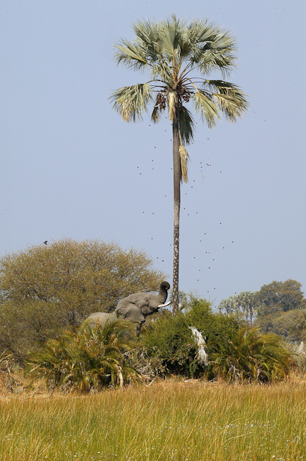 Elephant shaking a palm for the nuts