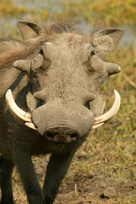 Warthog posing