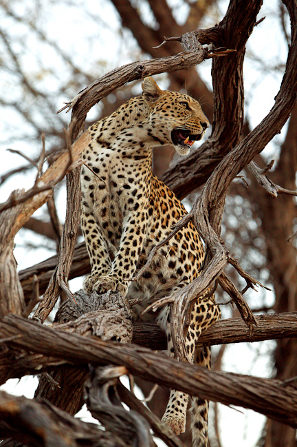 Leopard scanning for danger