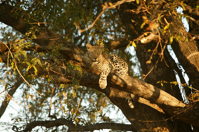 Leopards love to relax in the safety of a tree