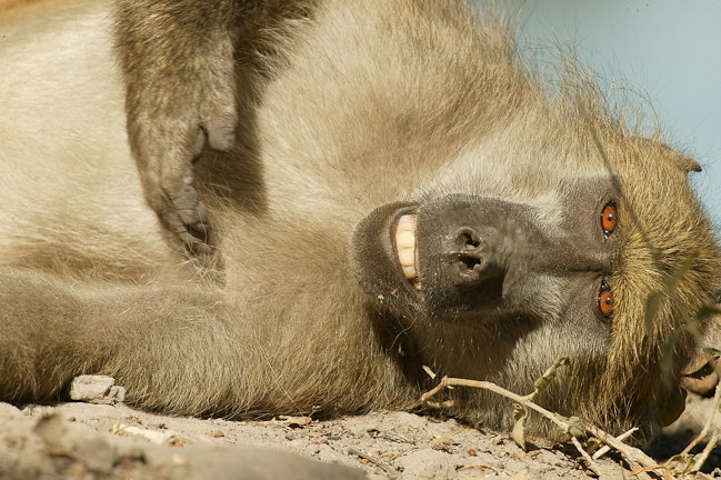 Relaxed Baboon