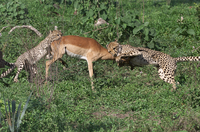 Cheetahs catch an Impala at Mombo
