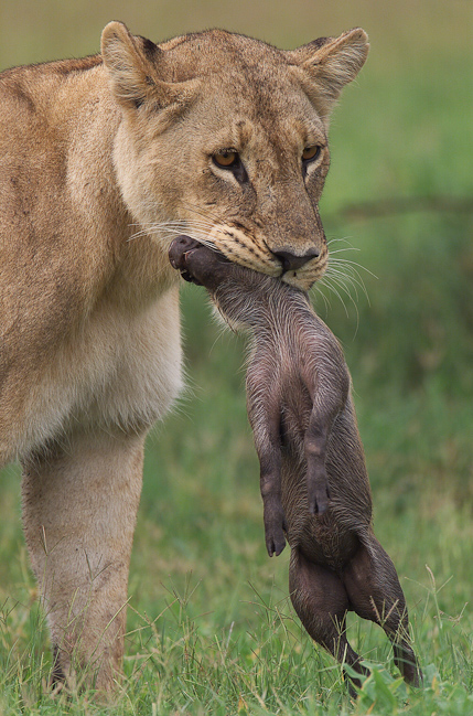 Lioness with a warthog piglet