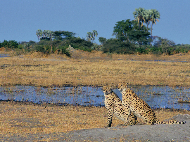 Cheetahs looking for potential prey