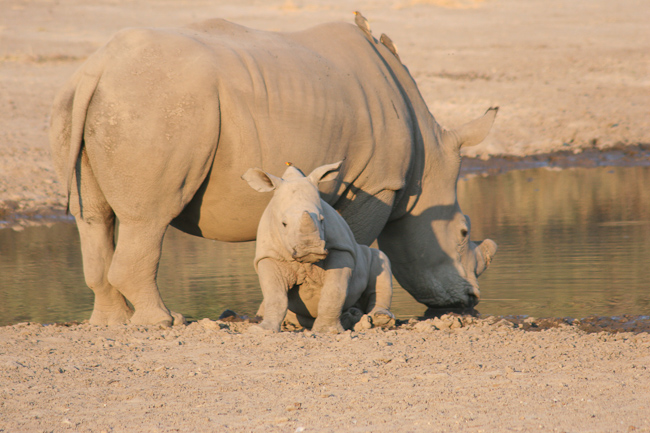 White Rhino and calf at the water