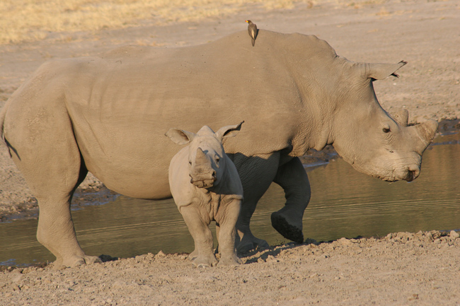 Young white rhino calf with its mum