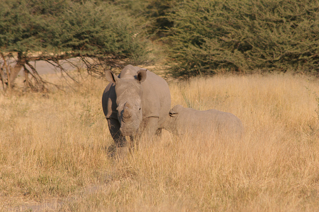 White rhino and calf at Mombo