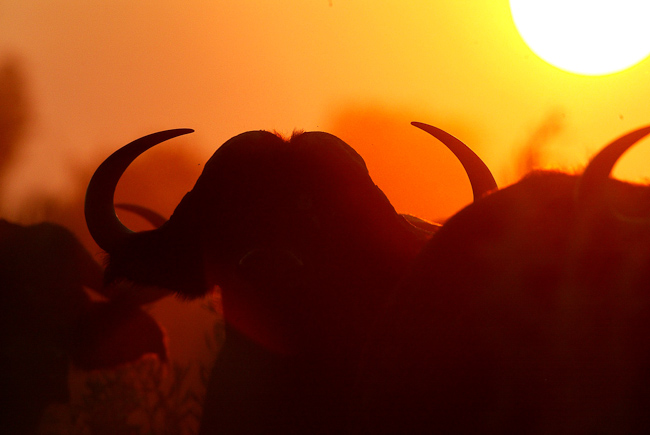 Buffalo and Mombo sunset