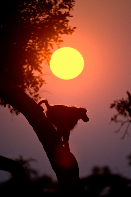 Baboon heads to its resting tree at sunset