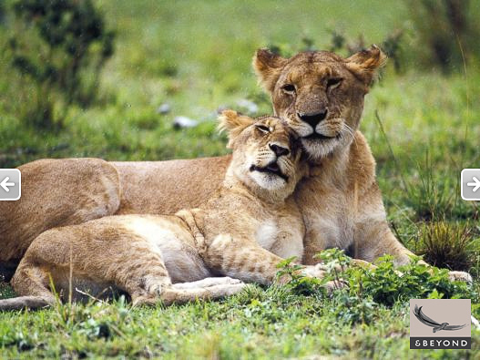 Lioness and youngster