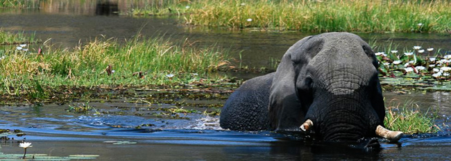 Elephant in Okavango water