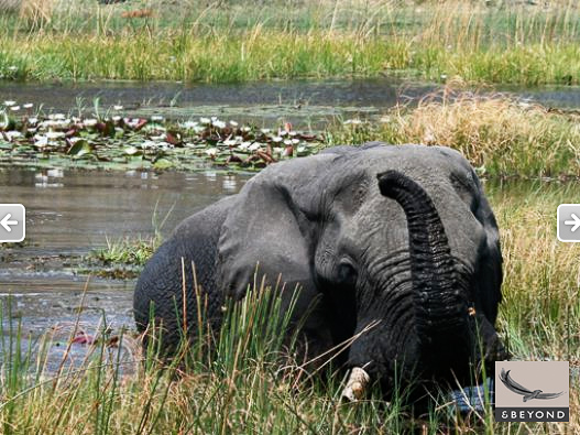 Elephant in Okavango water