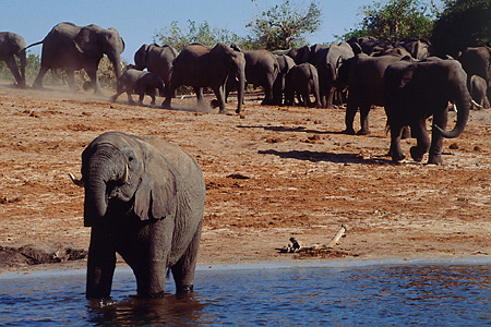 Chobe is renowned for its large numbers of Elephants