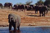 Chobe is renowned for its large numbers of Elephants