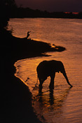 An Elephant profiled against the Chobe River at sunset