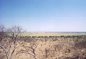 Chobe's typical landscape
