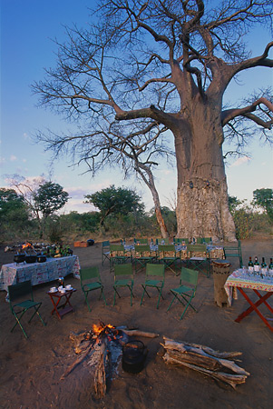 Bush braais are sometimes arranged - like this one under a Baobab tree