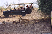 Guests on a game drive with a pride of Lions