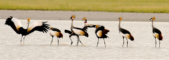 Southern Crowned Cranes on the pan
