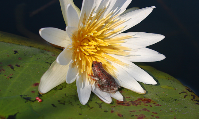 Painted Reed frog and water lily