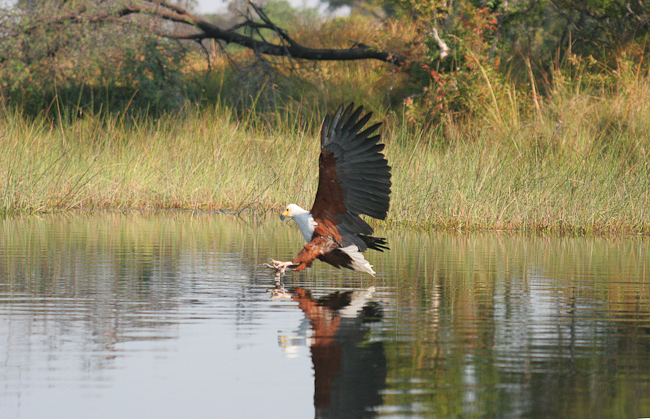 African fish-eagle on the hunt