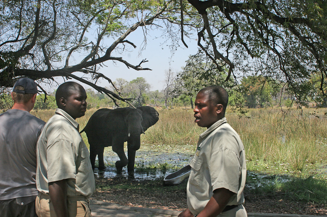 An elephant visits the camp