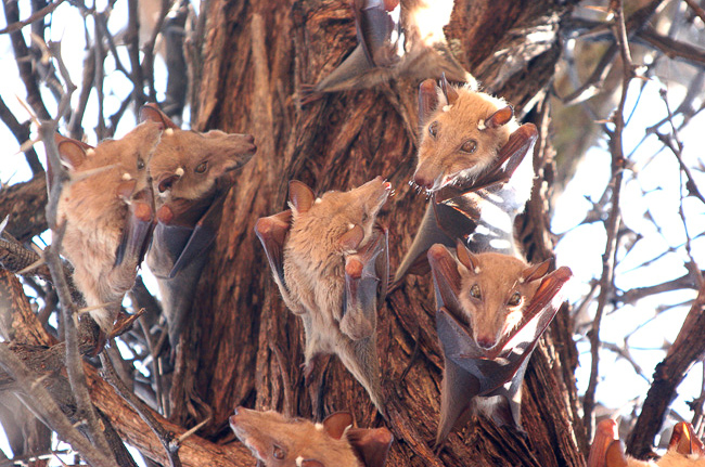 Peter's Epauletted Fruit bats