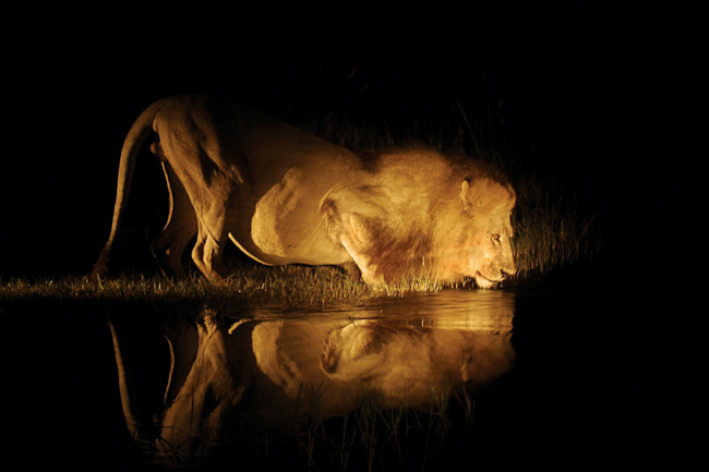 Male lion drinking