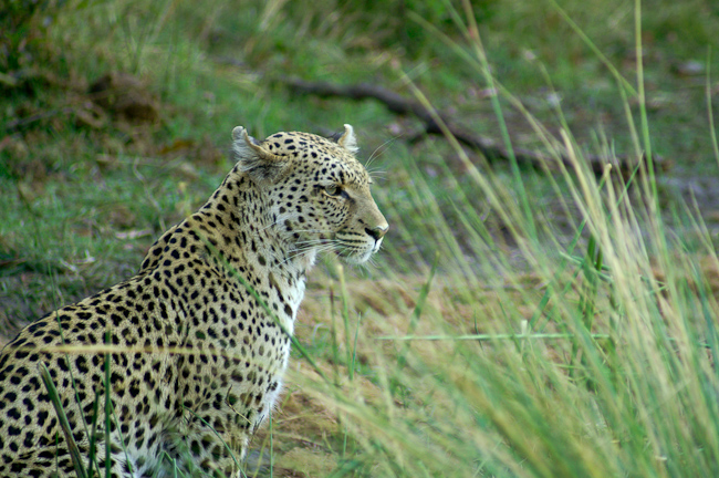 Leopard at Pom Pom Camp