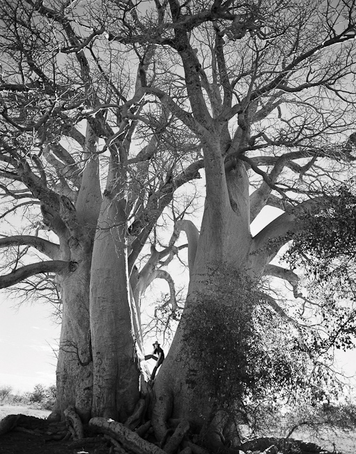 Catherine In Chapman's Baobab
