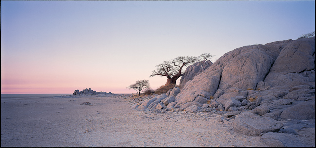 Stunted Baobab At Kubu Island