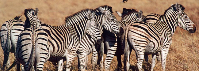 Savute zebras