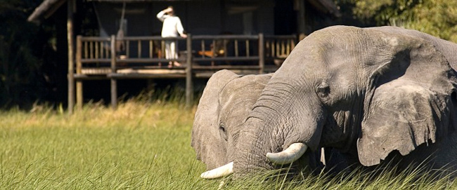 Elephants and guest tent