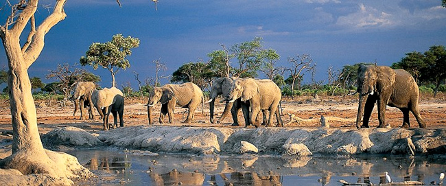 Elephants in the Savute Marsh
