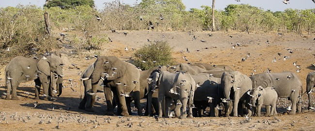 Elephant herd in Savute region