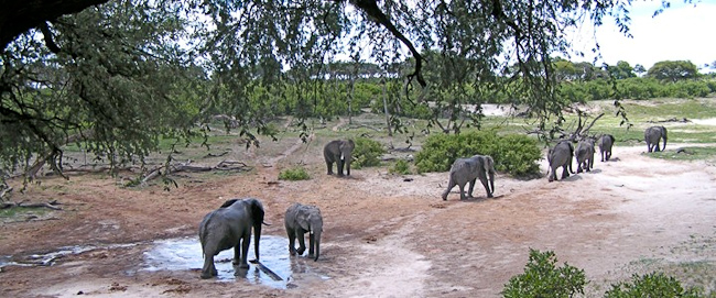 Elephant herd in Savute region