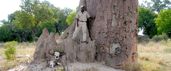 Camp guide and baobab tree
