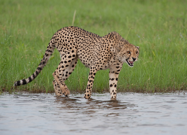 A cheetah snarls at the water of the Savute Channel before entering