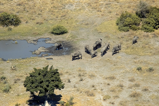 Elephant herd at Seba