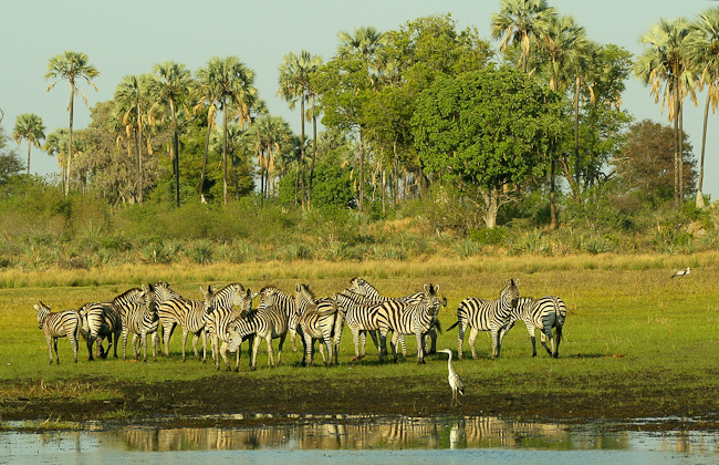 Zebras at Seba camp