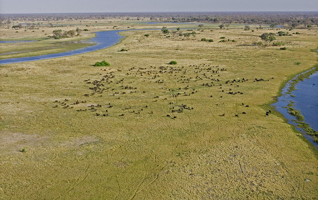 Buffalos grazing on the plain