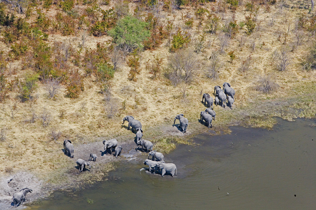 Elephants at the water's edge