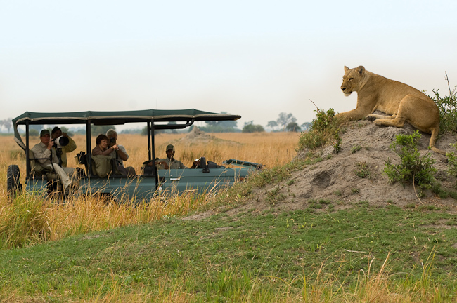 Lioness and Selinda game drive