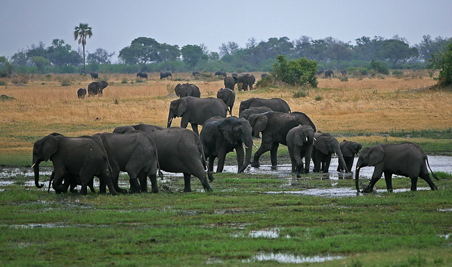 Selinda is known for its elephants