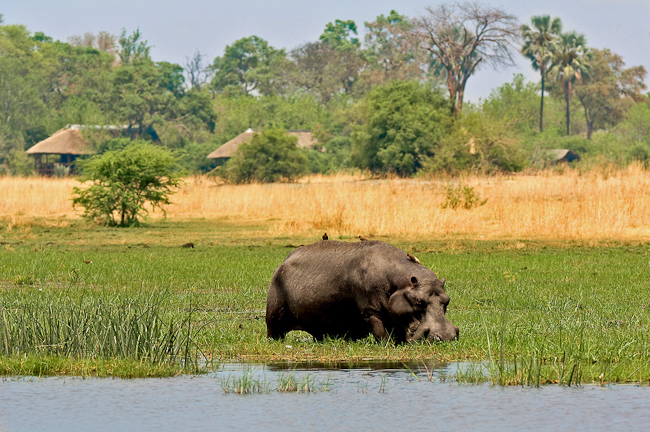 Hippo in front of camp