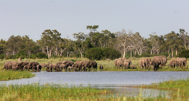 Prolific elephants in Selinda