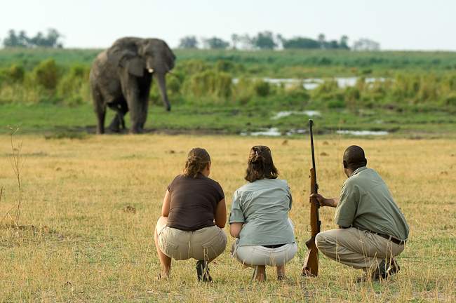 Walking safari and elephant